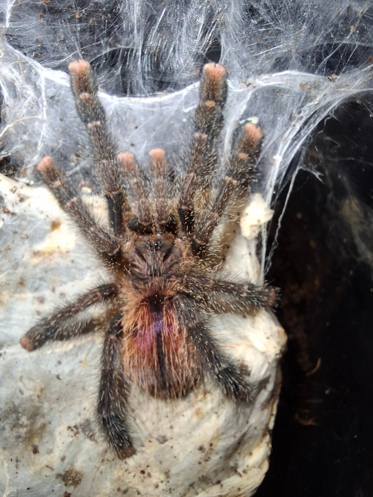 Peru purple, Dieren en Toebehoren, Insecten en Spinnen