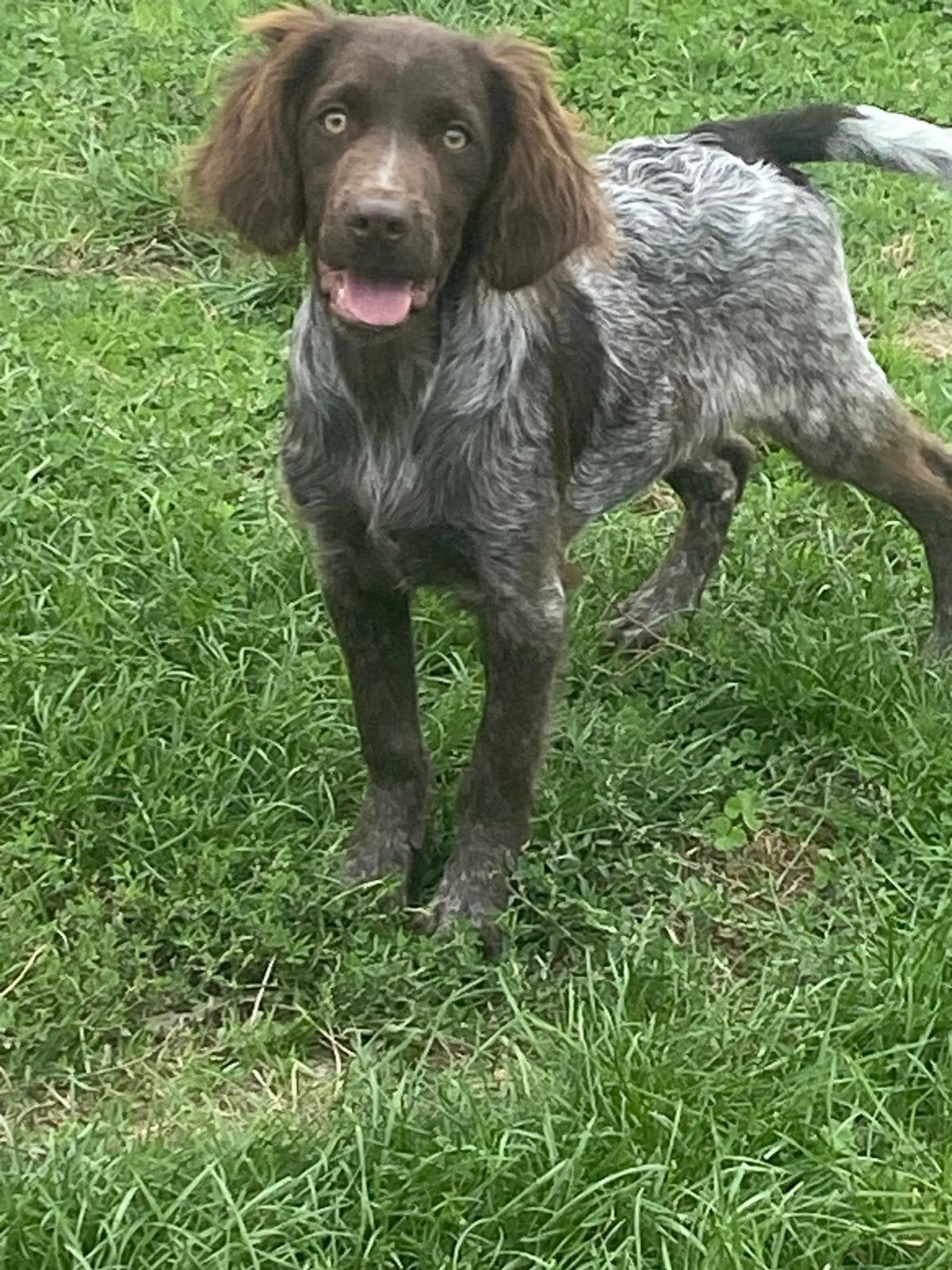 Heidewachtel reukes belgische pups, Dieren en Toebehoren, België, 15 weken tot 1 jaar, Overige rassen, Meerdere