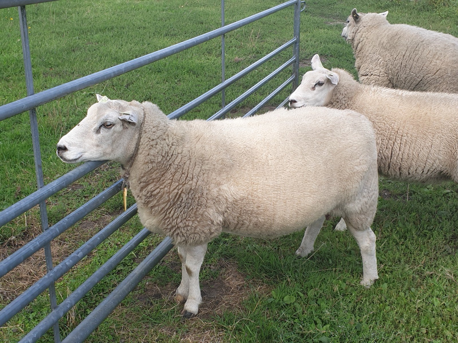 te koop fokooi, Dieren en Toebehoren, Schapen, Geiten en Varkens, Vrouwelijk, Schaap