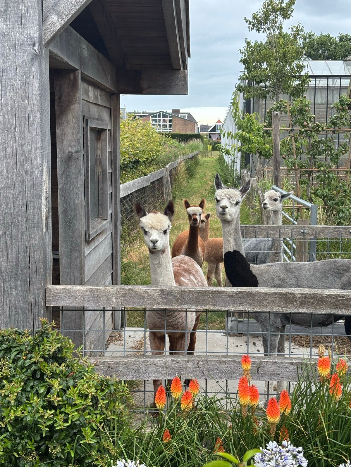 Alpaca meries, April, Vrouwelijk