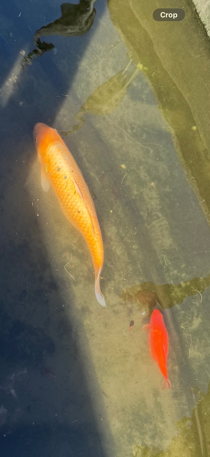 Prachtige groep grote koi-karpers te koop, Dieren en Toebehoren, Vissen | Vijvervissen, Karper of Koi