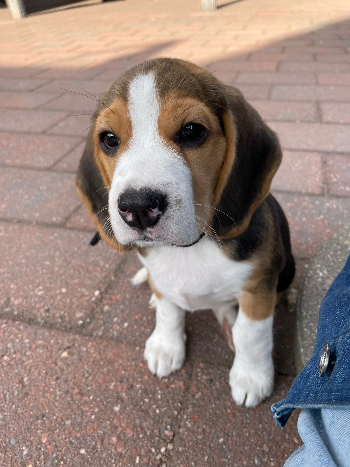 Lieve beagle pup, Dieren en Toebehoren, Parvo, Beagle, 8 tot 15 weken, Teef