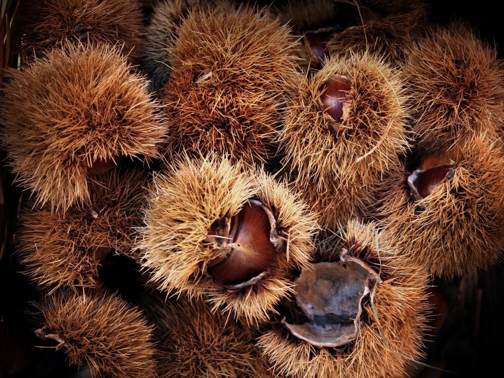 Partij 52 Tamme Kastanje Castanea sativa 100-175 cm, Lente, Overige soorten, In pot, Ophalen of Verzenden