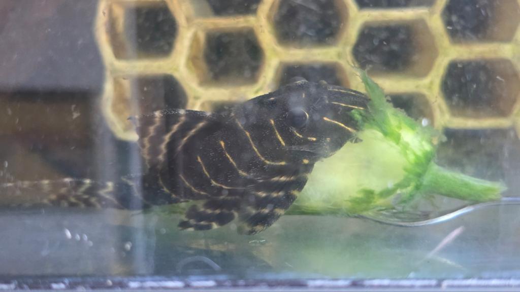Verschillende L nr pleco's, cichla's en black diamond roggen, Vis, Zoetwatervis