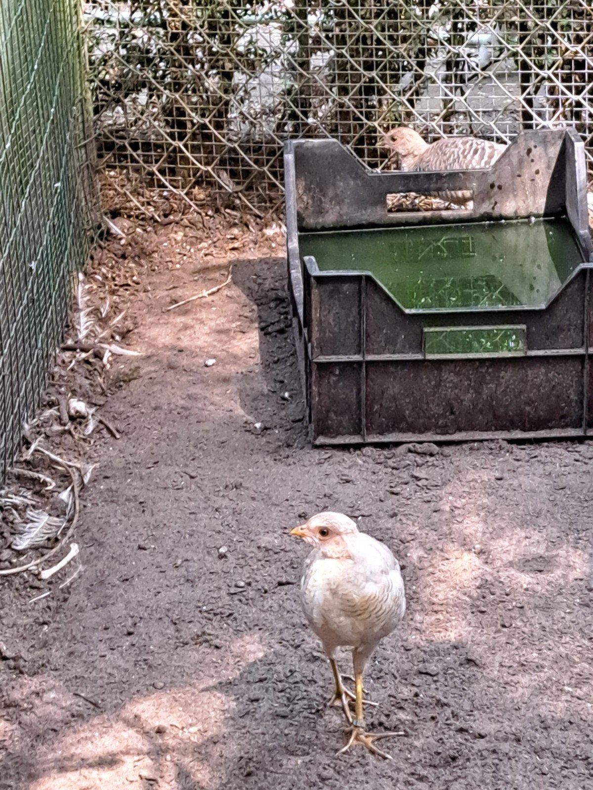 goudgeel fazant, Dieren en Toebehoren, Meerdere dieren, Eend