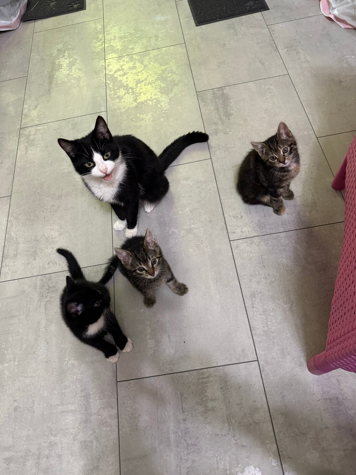 Gratis. ,3 x Kittens met mama, Dieren en Toebehoren, Katten en Kittens | Overige Katten, Meerdere dieren