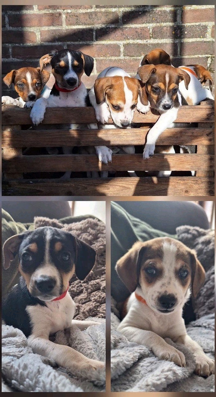 Lieve en aanhankelijke boerenfox pups / puppies te koop!, Dieren en Toebehoren, Honden | Jack Russells en Terriërs, Jack Russell Terriër