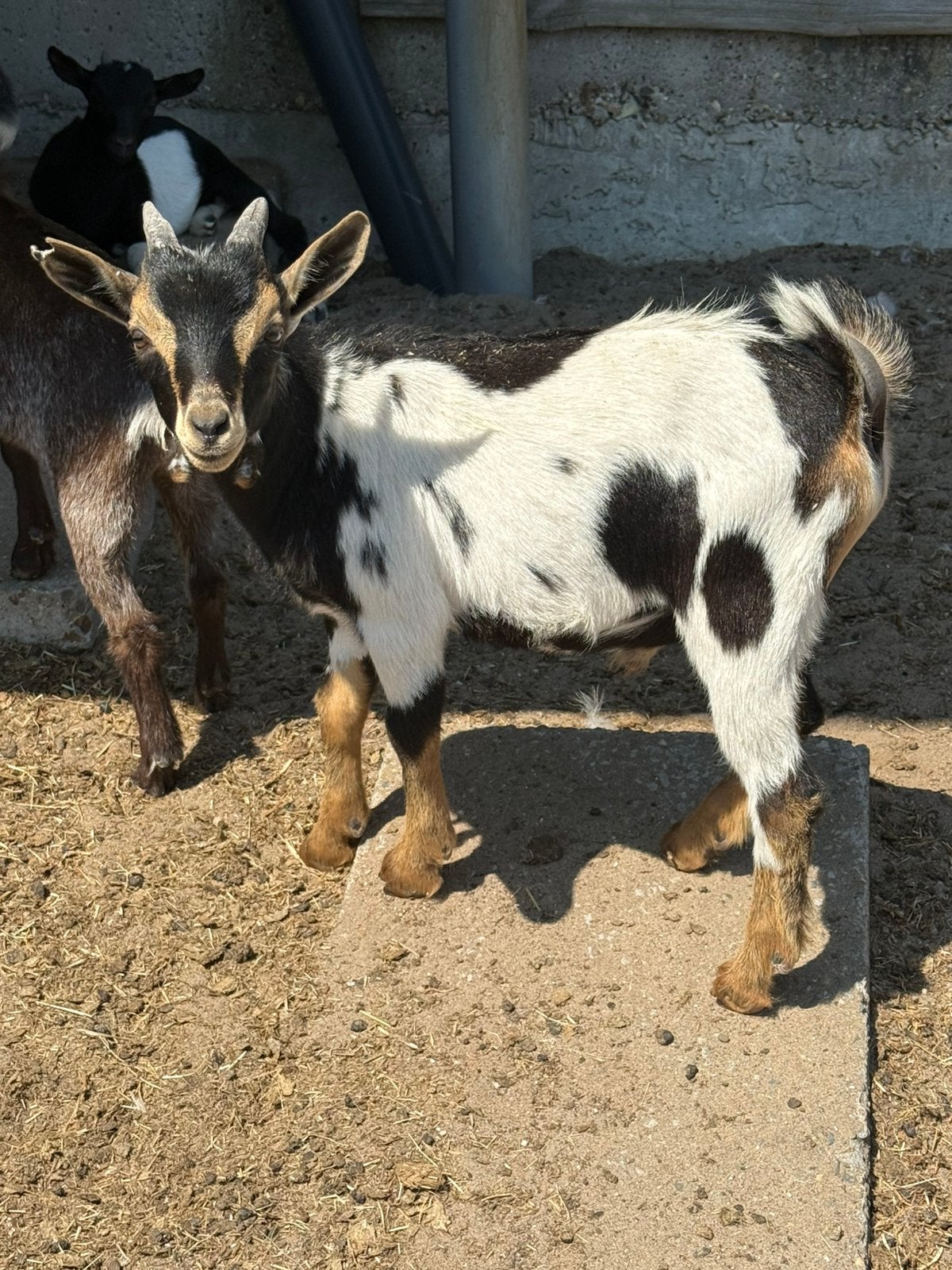 2 bokjes te koop 3 maanden oud, Dieren en Toebehoren, Schapen, Geiten en Varkens, Mannelijk, Geit