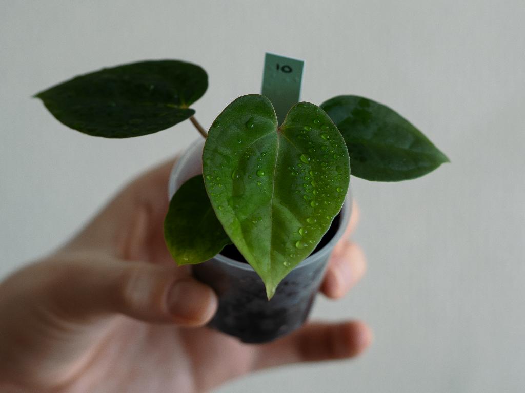 Anthurium Michelle x Papillilaminum zaailing #10, Overige soorten, Minder dan 100 cm, Groene kamerplant, Halfschaduw