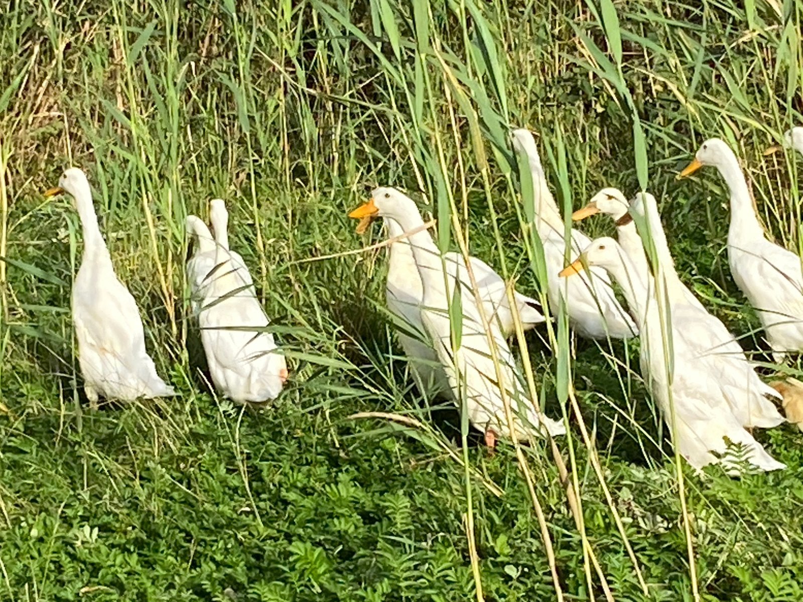 Witte loopeenden 12x met 1 pulletje, Dieren en Toebehoren, Meerdere dieren, Eend
