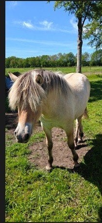 Enter  forden merrie, Dieren en Toebehoren, Pony's, Merrie, D pony (1.37m tot 1.48m), Met stamboom, 0 tot 2 jaar
