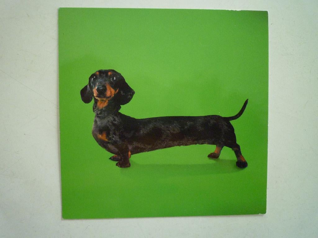 Tekkel teckel hond honden (5), Verzamelen, Ophalen of Verzenden, Voor 1920, Hond of Kat