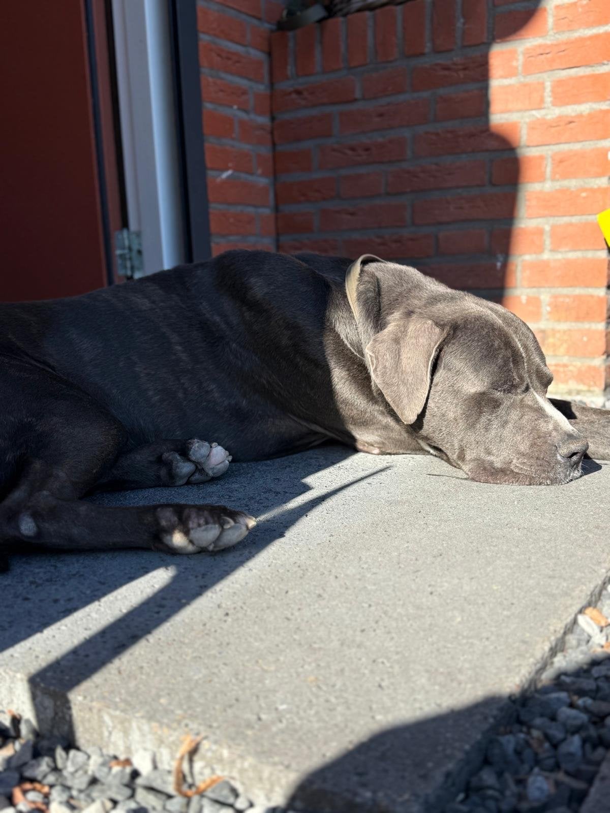 Prachtige Cane Corso zoekt een liefdevolle thuis!, 6 jaar of ouder, Eén hond, Nederland, Particulier