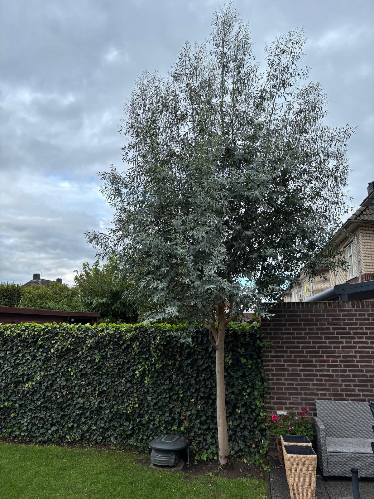 Eucalyptus boom 5.00 a 6.00 meter, Tuin en Terras, Ophalen, Volle zon, Overige soorten, 100 tot 250 cm