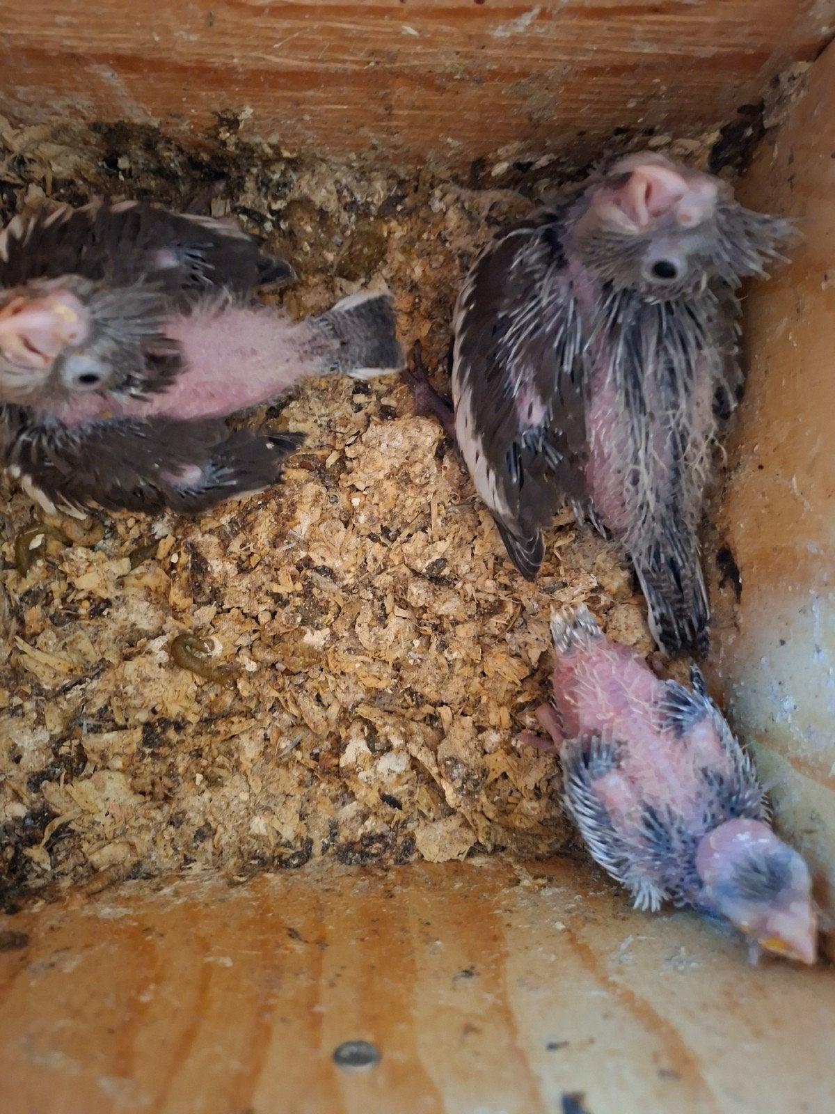 Jongen valkparkieten binnen kort uit het blok 15 euro perstu, Meerdere dieren