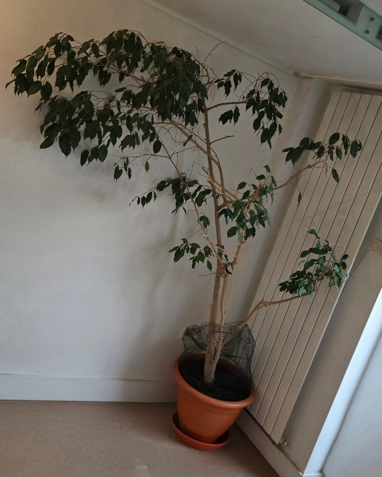 Grote ficus kamerplant, Ophalen of Verzenden, Gebruikt