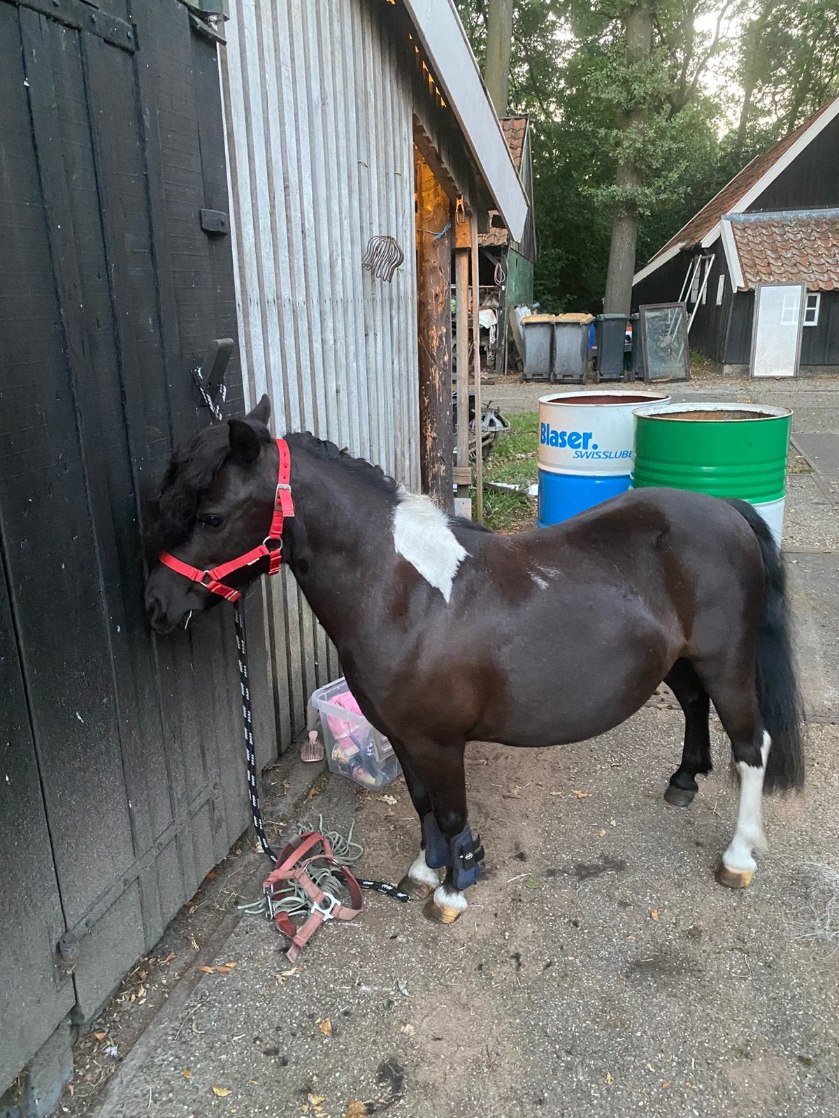 ️❗️GEZOCHT ❗️kleine shetlander sulky met tuig, Shetlander, Gebruikt, Overige disciplines, Mentuig