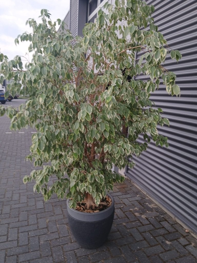 Grote Ficus Benjemina ? 250 cm, Ophalen, Ficus, 200 cm of meer, In pot