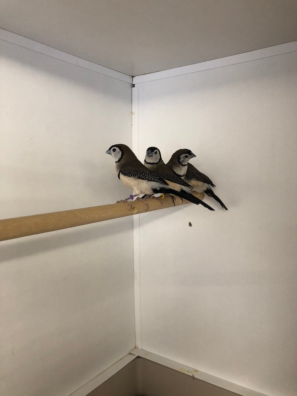 Bichenowastrilde, Dieren en Toebehoren, Vogels | Overige Vogels, Meerdere dieren