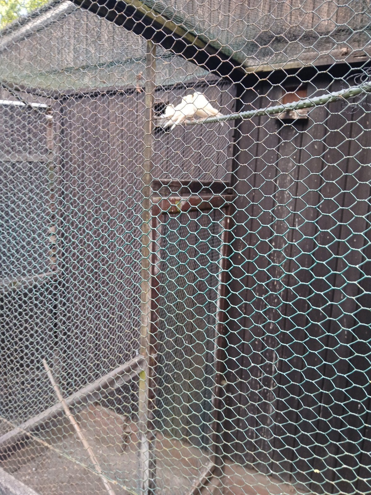 Tk 3 jonge geel mozaïek kanarie s 15 euro per stuk, Dieren en Toebehoren, Vogels | Kanaries, Geslacht onbekend, Kleurkanarie