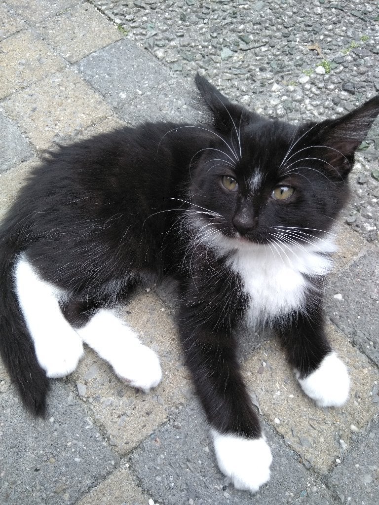 Kittens 11 weken, Kater, Ontwormd, 0 tot 2 jaar