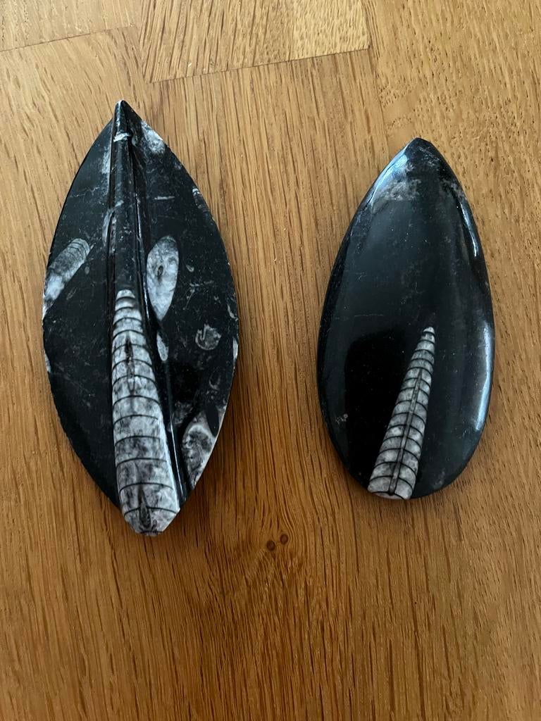 Twee gepolijste fossielen van Orthoceras, Ophalen of Verzenden, Fossiel