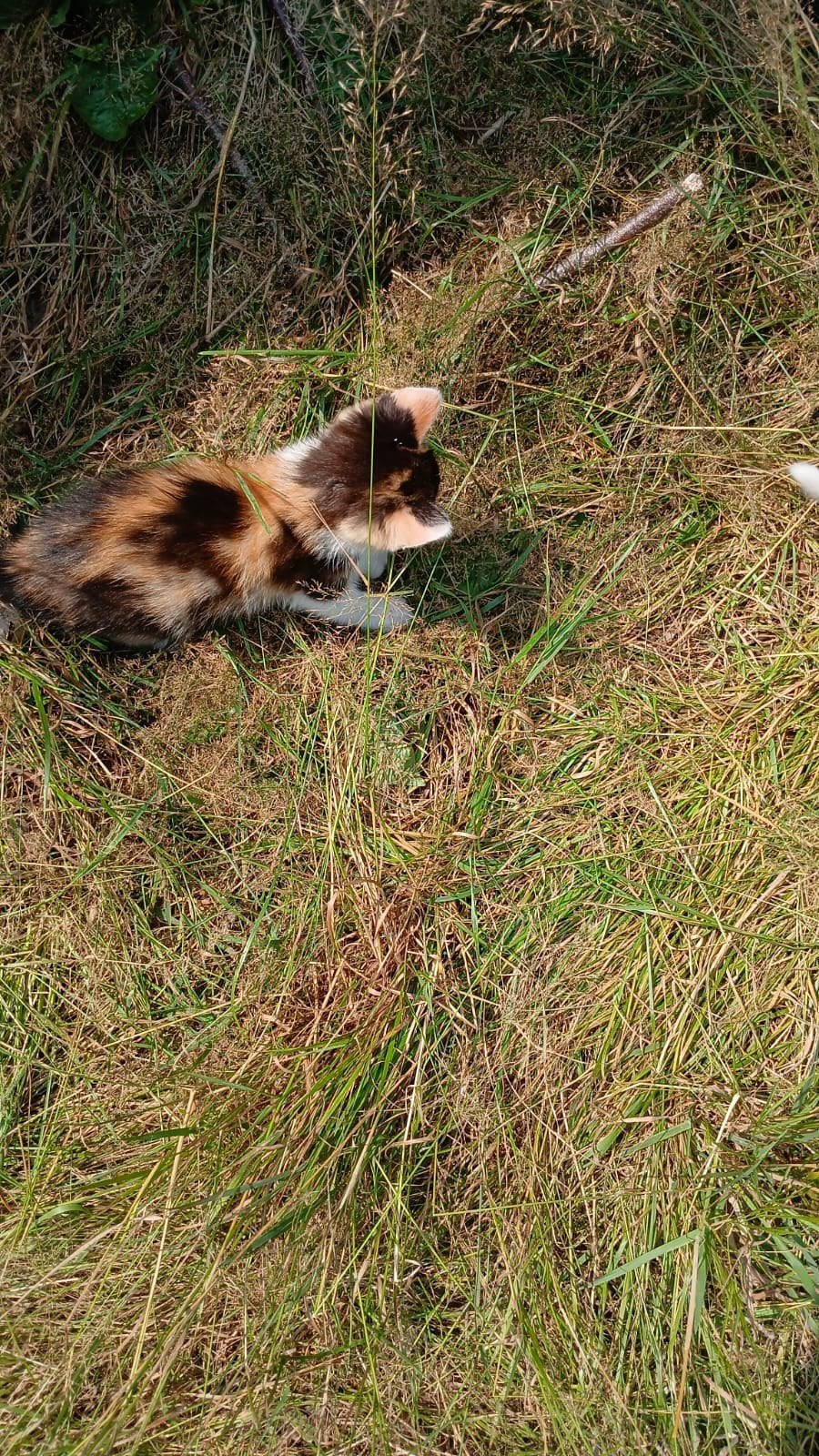 diverse kittens, lief, speels en mogen nu weg, Dieren en Toebehoren, Meerdere dieren