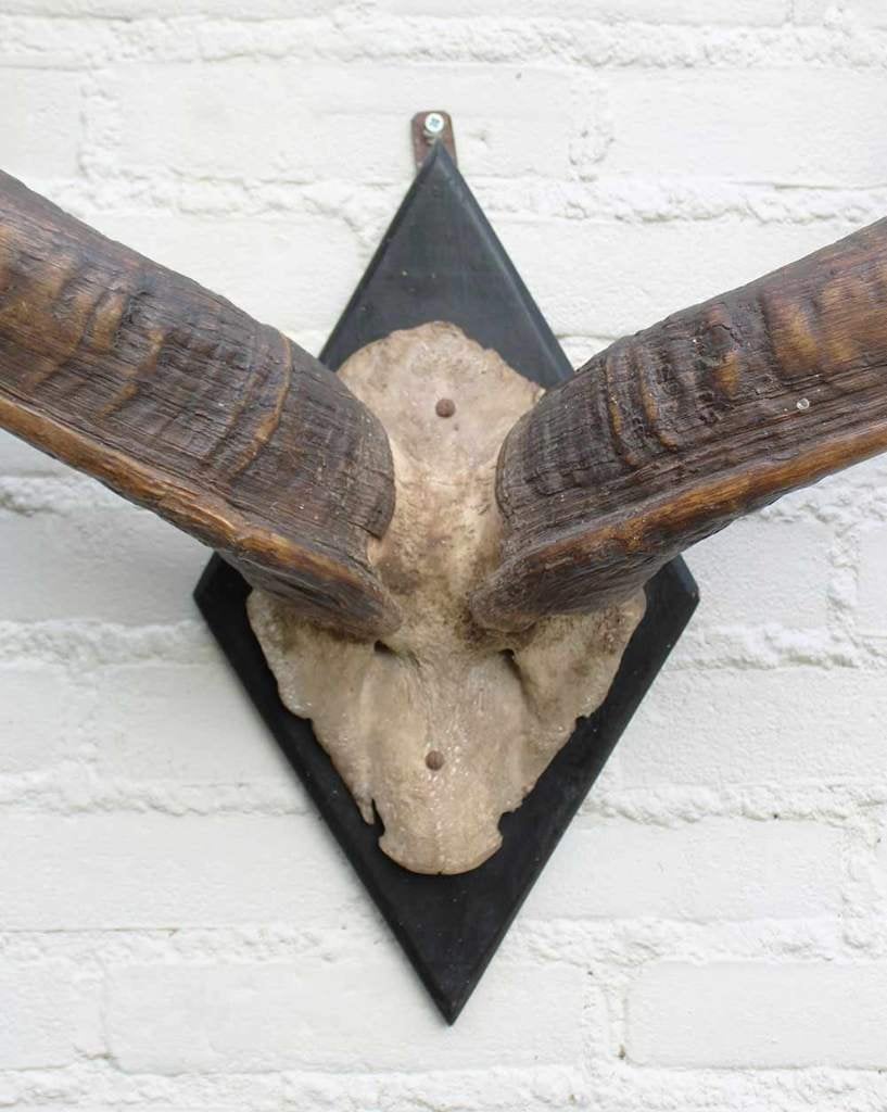 Grote oude schedel KUDU ANTILOPE op zwart houten schild (G), Ophalen, Gebruikt, Wild dier, Gewei of Kop