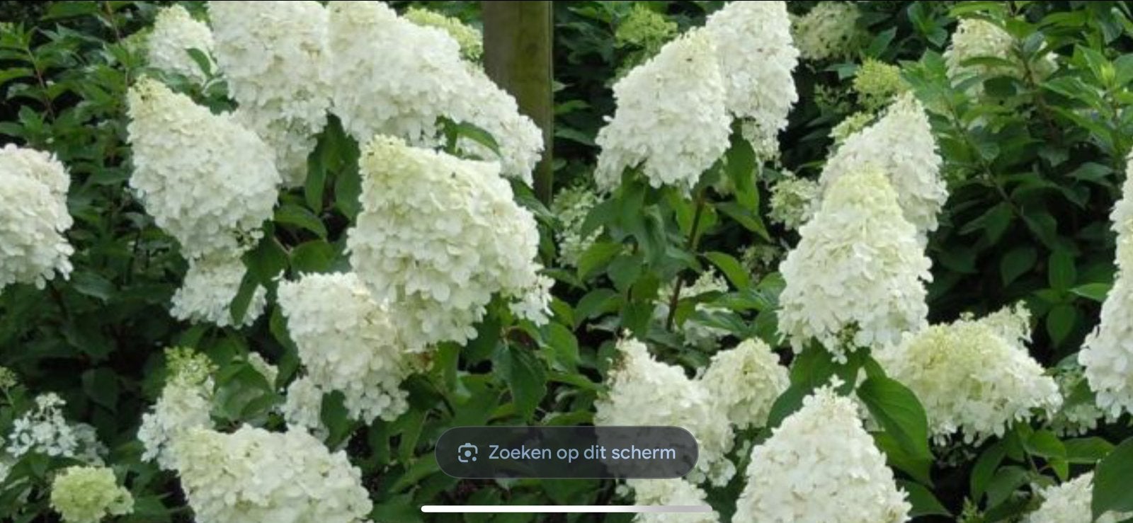Hortensia Annabelle planten - ruim 6 m2, Vaste plant, Halfschaduw, Zomer, Ophalen