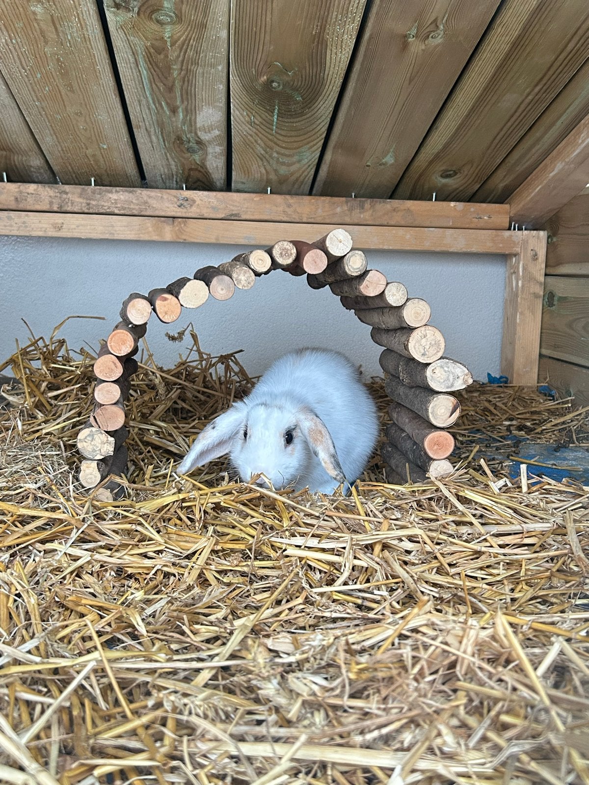 Jong voedstertje (17 weken), Dieren en Toebehoren, Ophalen, Zo goed als nieuw, Verzorging