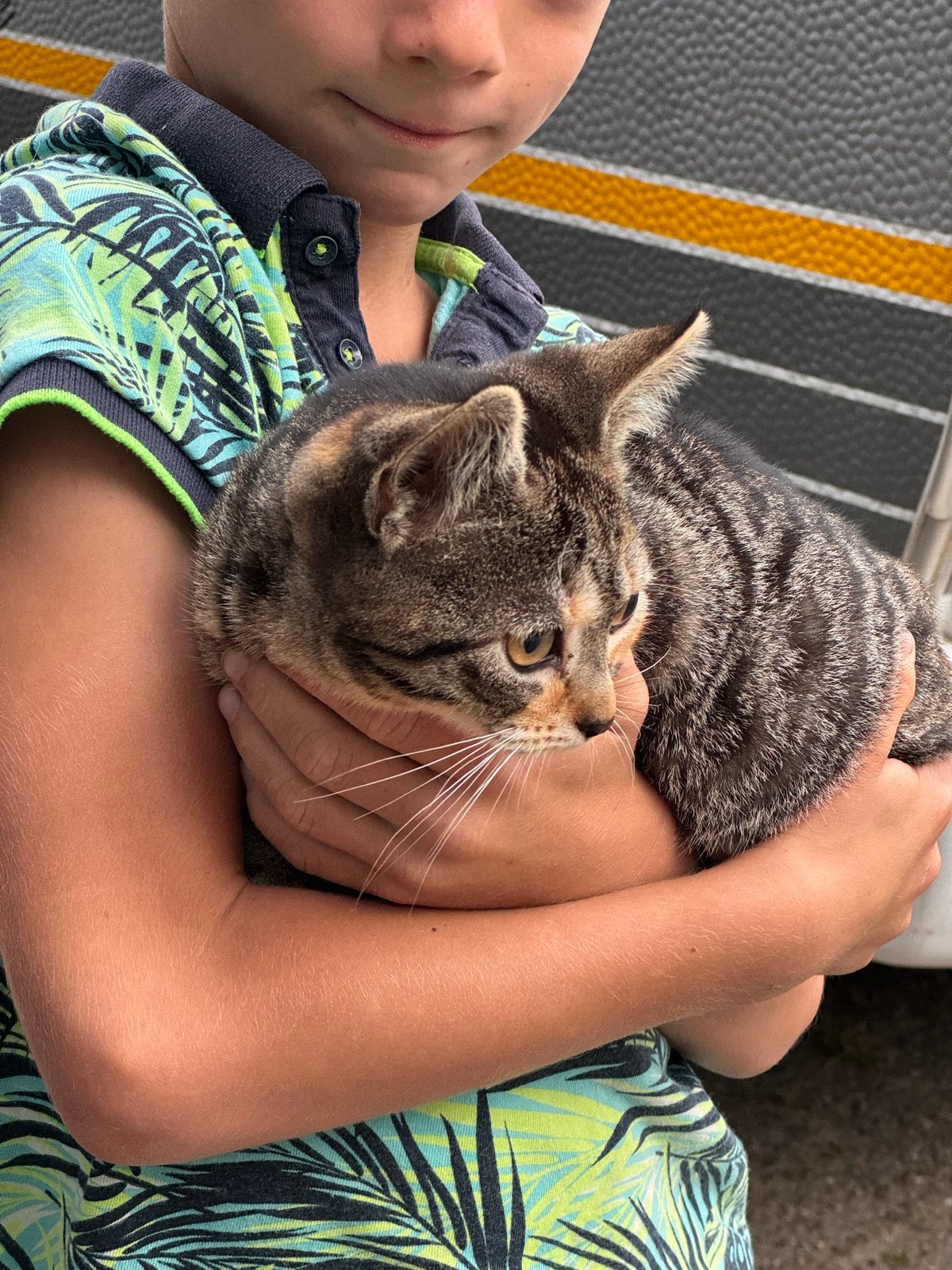Sociale kittens van de boerderij, Dieren en Toebehoren, Katten en Kittens | Overige Katten, Meerdere dieren, Kortharig, 0 tot 2 jaar