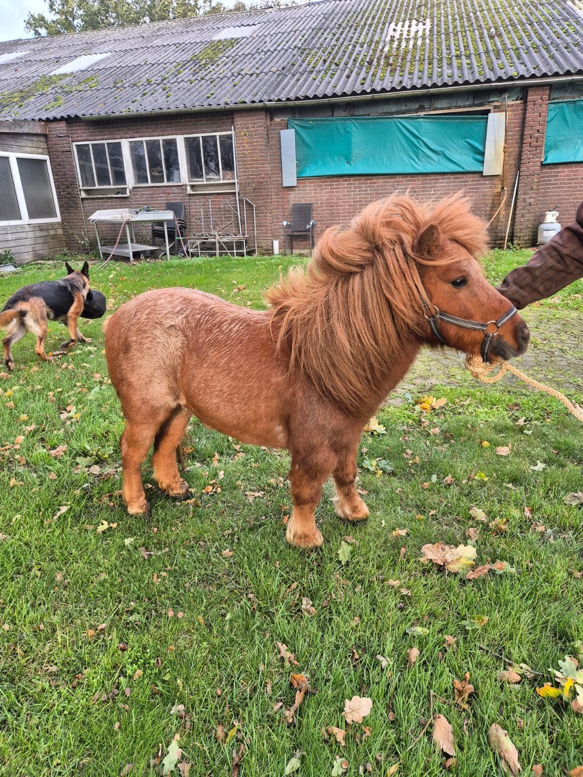 super lieve shetlander kinderpony