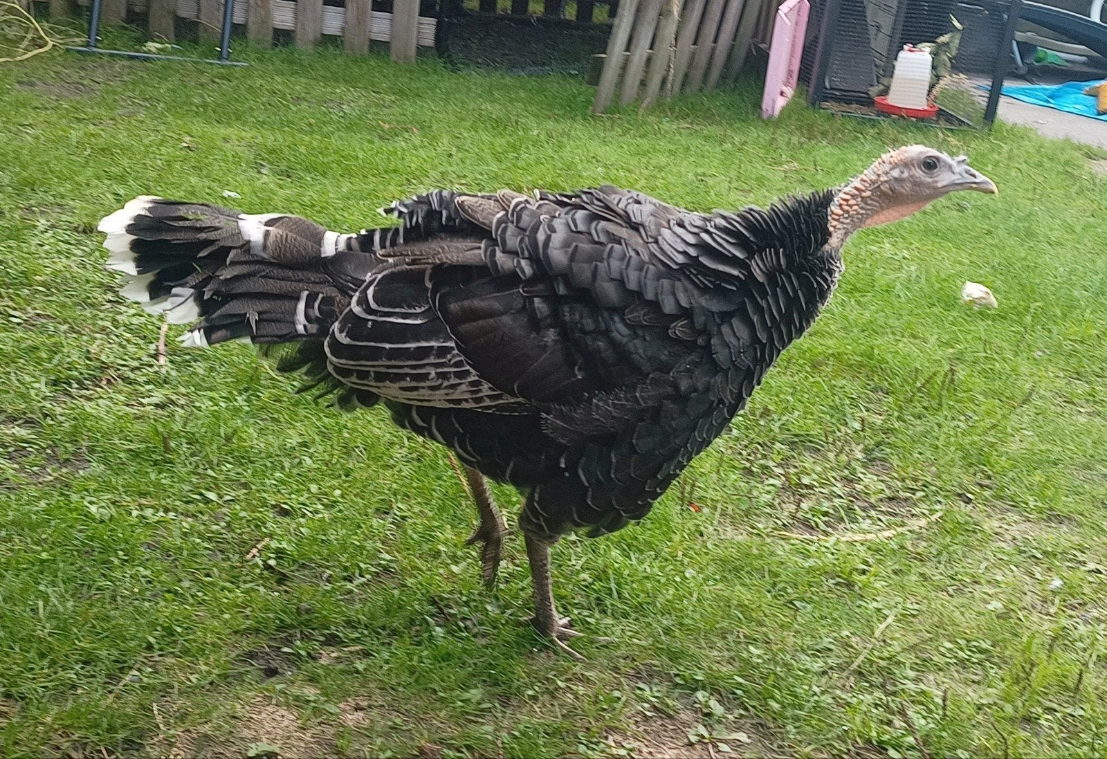 Rochier kalkoen, Mannelijk, Kalkoen