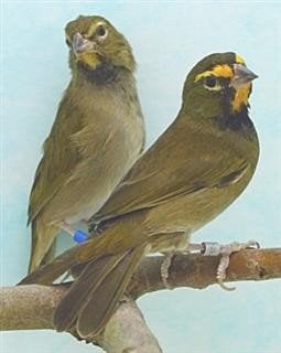 Koppel grote cubavinken | geringt, Meerdere dieren