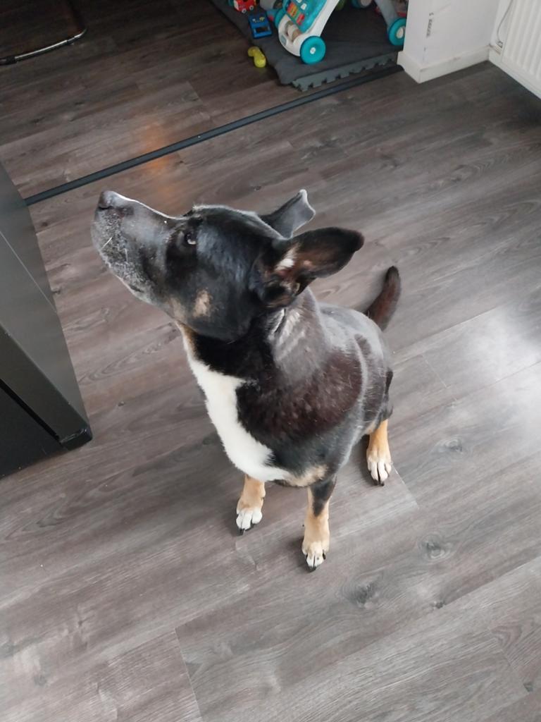 Mannetje reu, 6 jaar of ouder, Reu, Eén hond, Middel