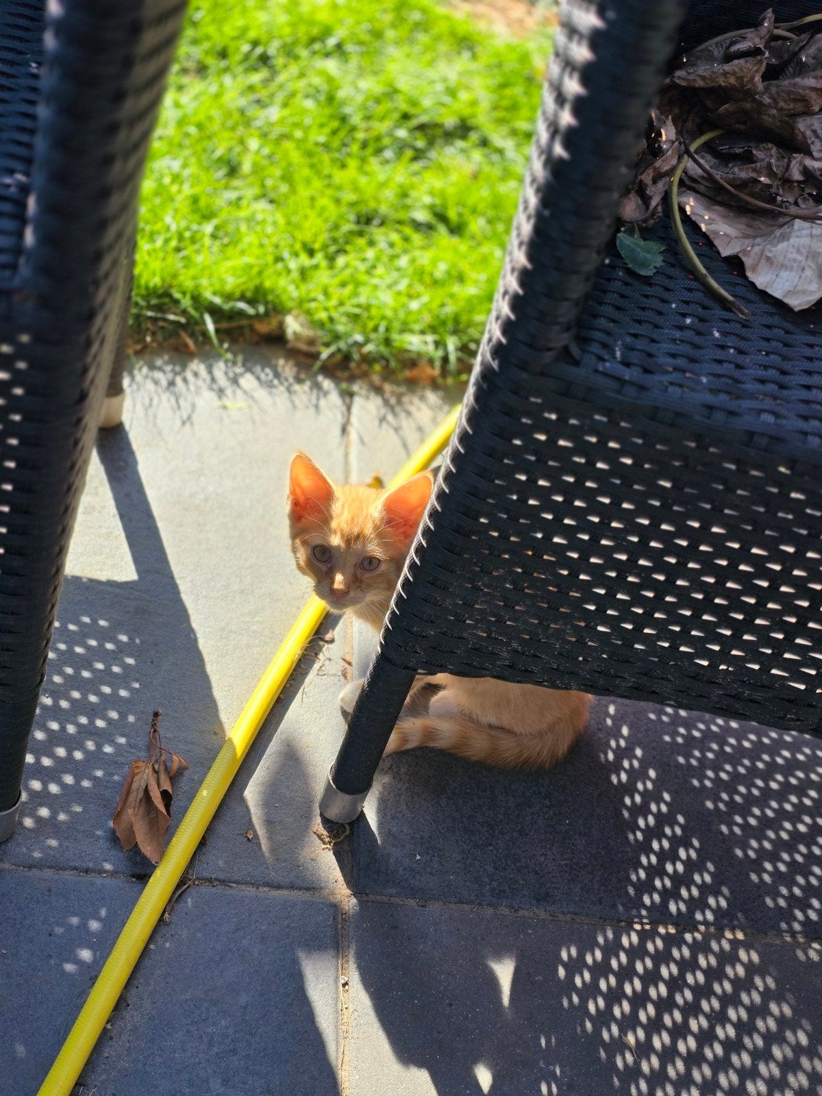 Lieve kruising zoekt een huisje, Kater, Langharig, 0 tot 2 jaar