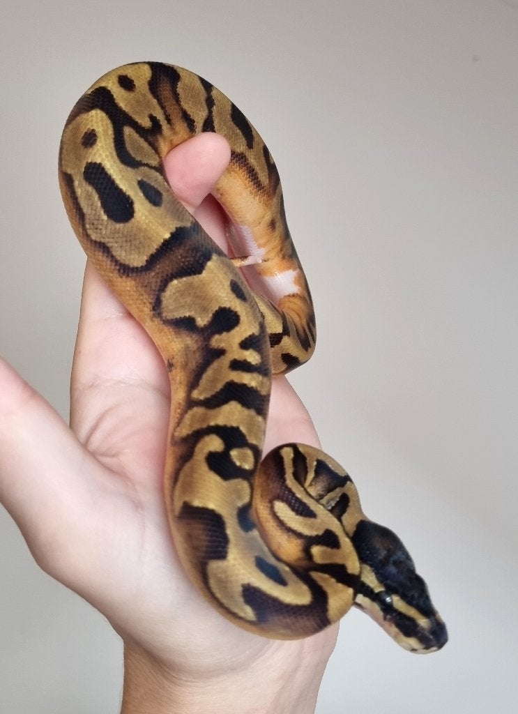 0.1 enchi piebald koningspython python regius Ball Python photo 2