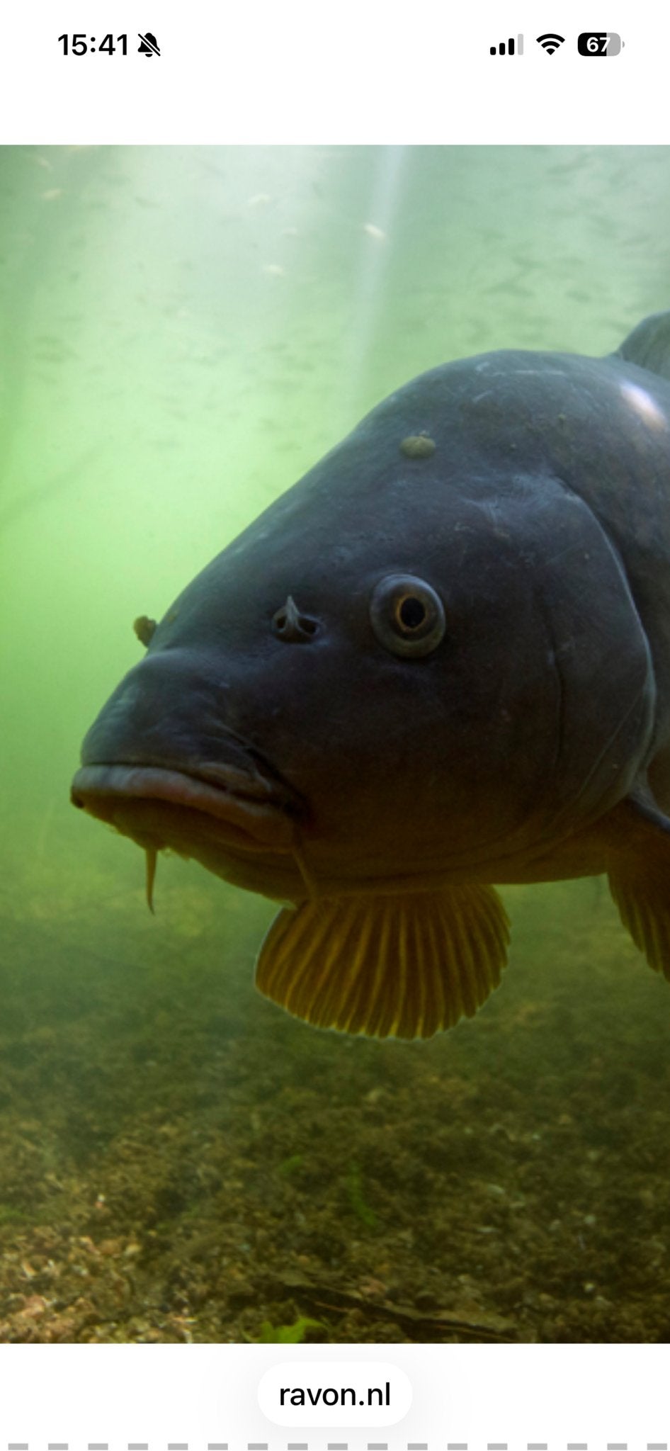 Twee spiegel karpers 30-35 pond voor grote vijver, Dieren en Toebehoren, Vissen | Vijvervissen, Karper of Koi