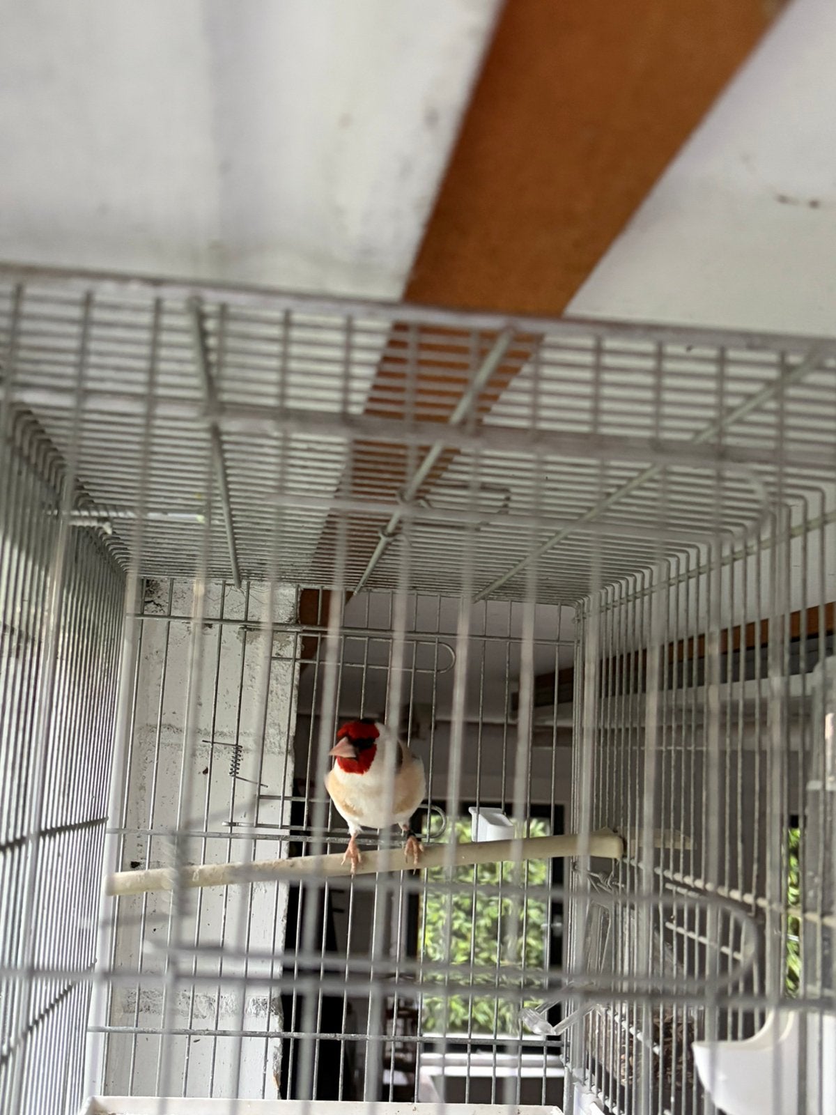 Mooie Majoor Putter man 2025, Dieren en Toebehoren, Vogels | Overige Vogels, Mannelijk, Wildzangvogel, Geringd