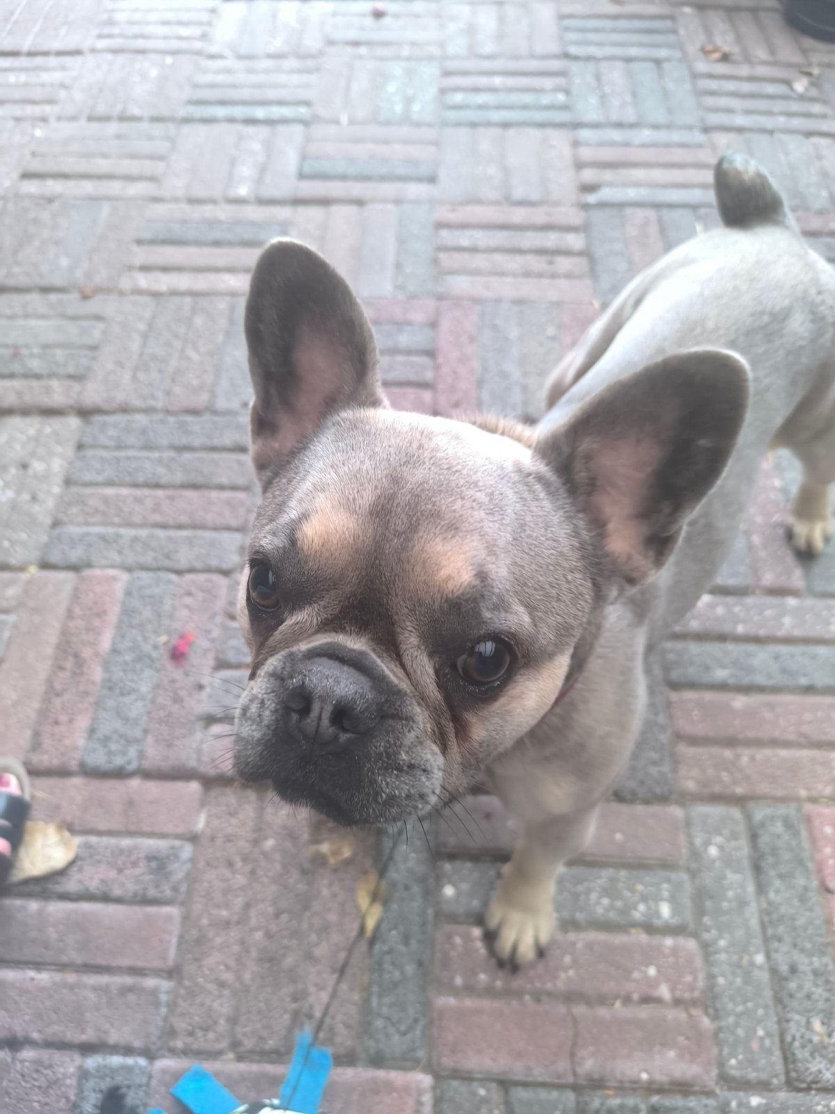 Franse bulldog te koop, Dieren en Toebehoren, Reu, 1 tot 2 jaar, Bulldog, Eén hond