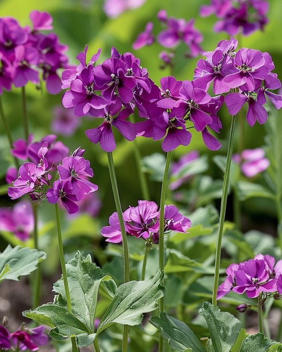 Judaspenning plant, Ophalen, Overige soorten, Volle zon