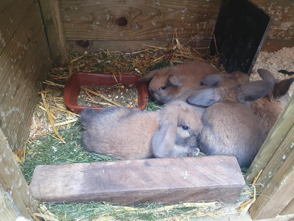 Jonge dwergkonijnen (dwerghangoren, geslacht: ram), Dieren en Toebehoren, Konijnen, Meerdere dieren, Dwerg, Hangoor, 0 tot 2 jaar