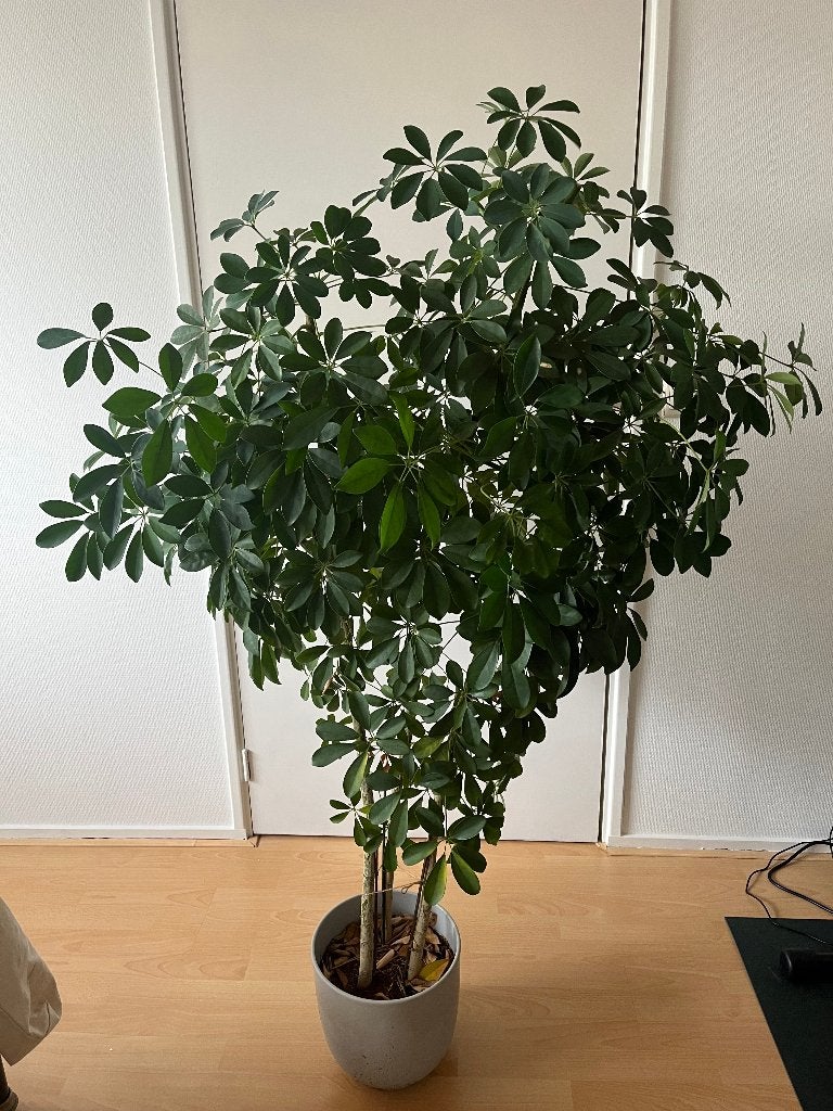 Schefflera, Ophalen, Overige soorten, Halfschaduw, In pot