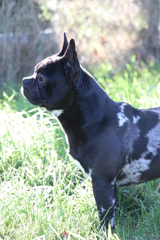 Choco dragende, goedgekeurd franse bulldog dekreu, Parvo, Reu, 1 tot 2 jaar, Eén hond