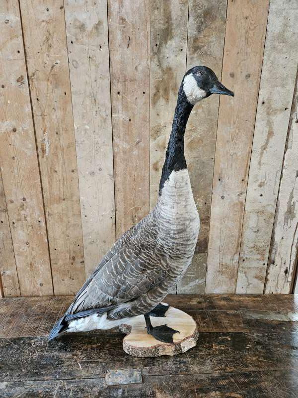 opgezette gans,canadeese gans ``WOONWINKEL RUSTIEK``, Verzamelen, Ophalen of Verzenden, Zo goed als nieuw, Vogel, Opgezet dier