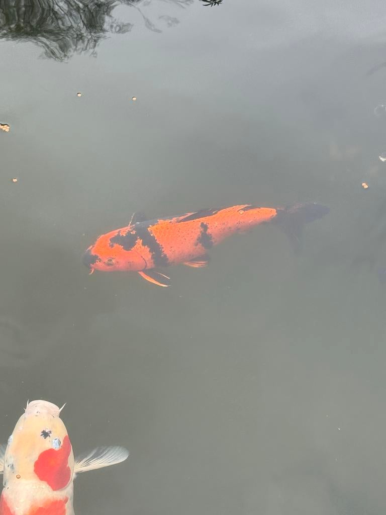 Hi Utsuri koi – 40/45 cm – mooie contrastrijke koi, Dieren en Toebehoren, Karper of Koi
