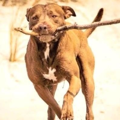 Ampit [Amerikaanse pitbull terriër] Dekreu, Dieren en Toebehoren, 6 jaar of ouder, Reu, Eén hond, Nederland