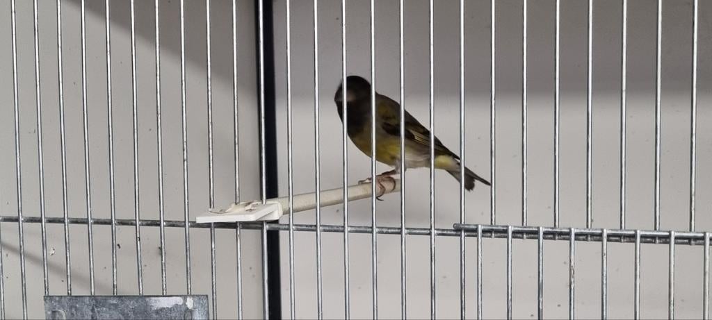 Bastaard zwarte sijs man, Dieren en Toebehoren, Mannelijk, Wildzangvogel, Geringd