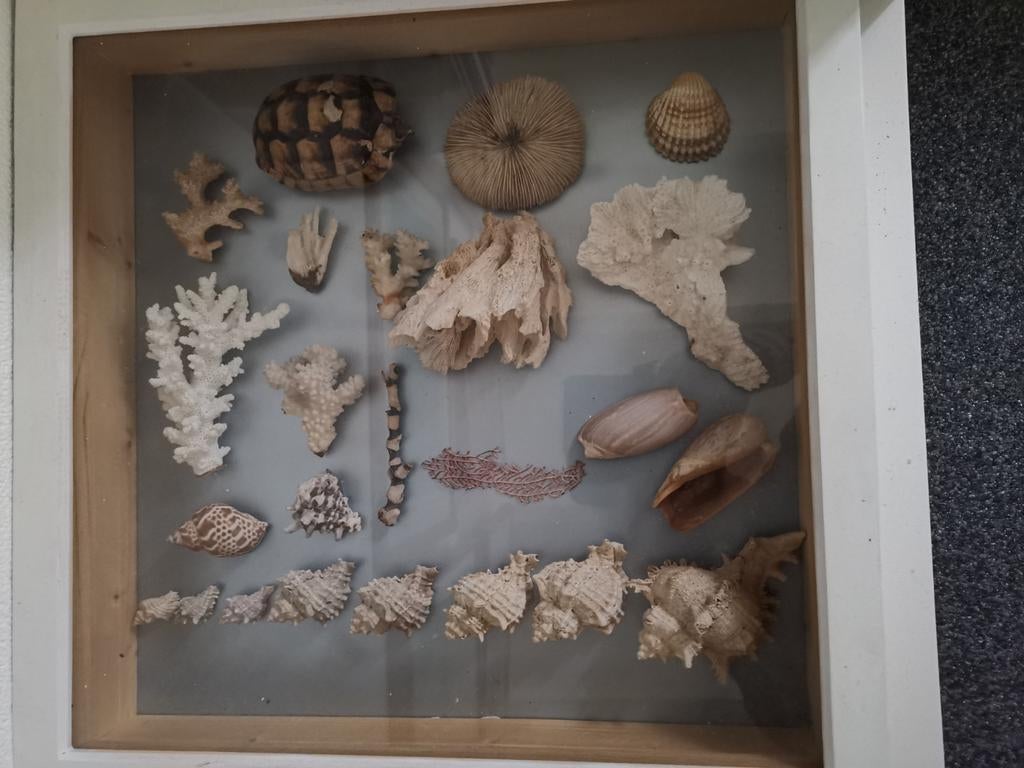 BIEDEN 2 vitrines., Ophalen