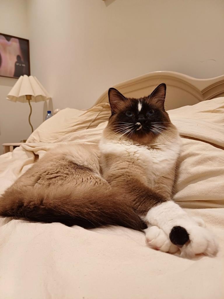 Kater ter dekking ! NOT FOR SALE !, Dieren en Toebehoren, Kater
